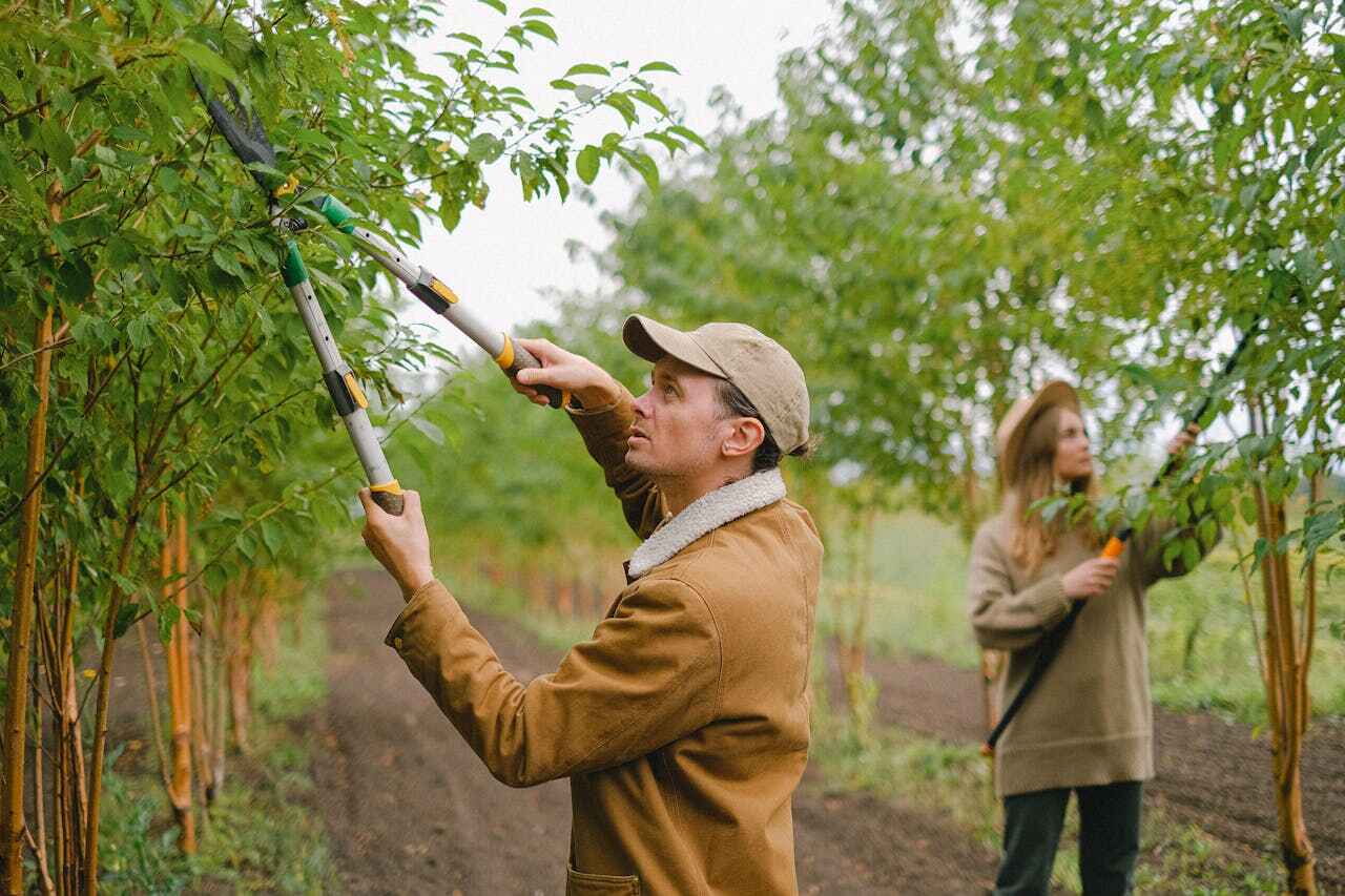 Best Tree Care Services  in Dasher, GA